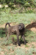 chacma_baboon (4)